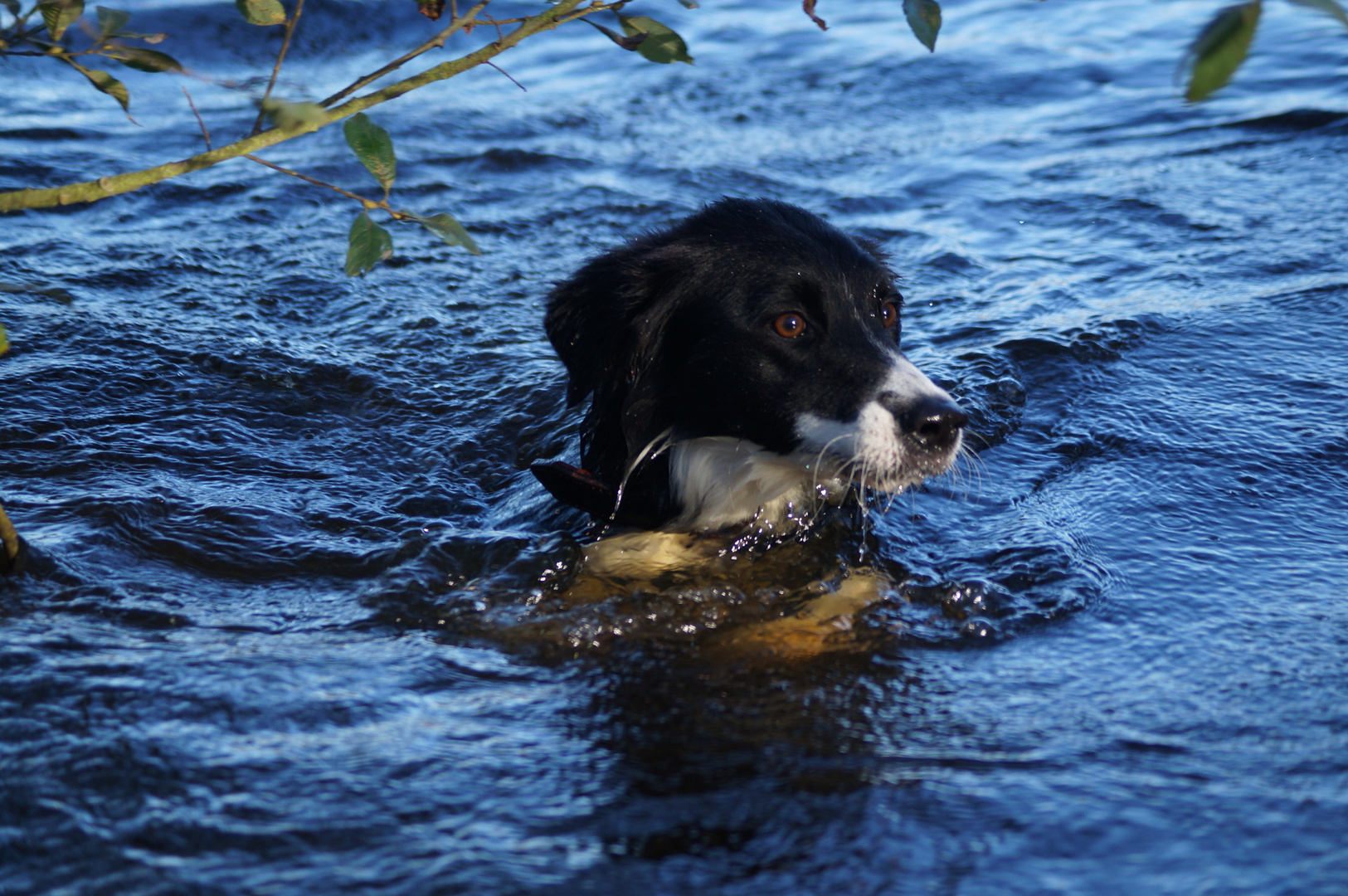 Seehund Border