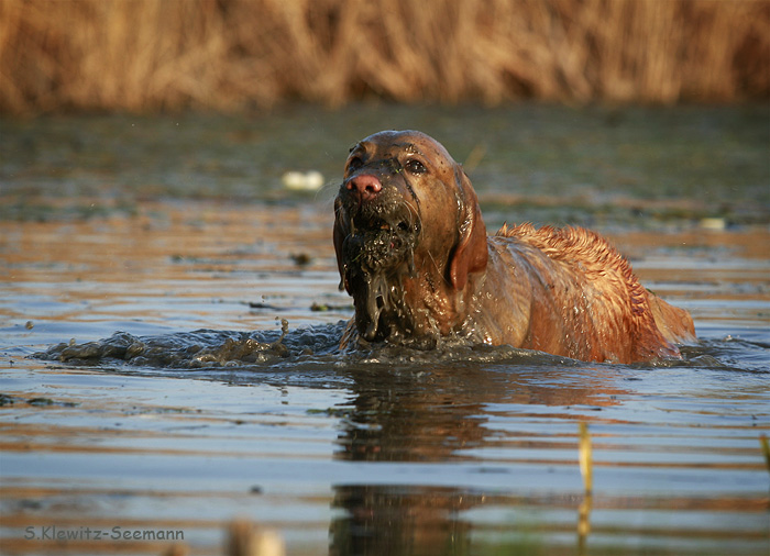 Seehund