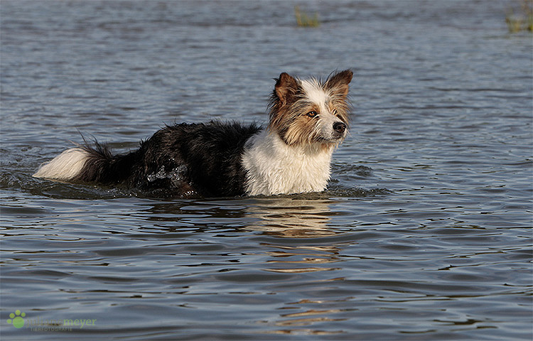 Seehund