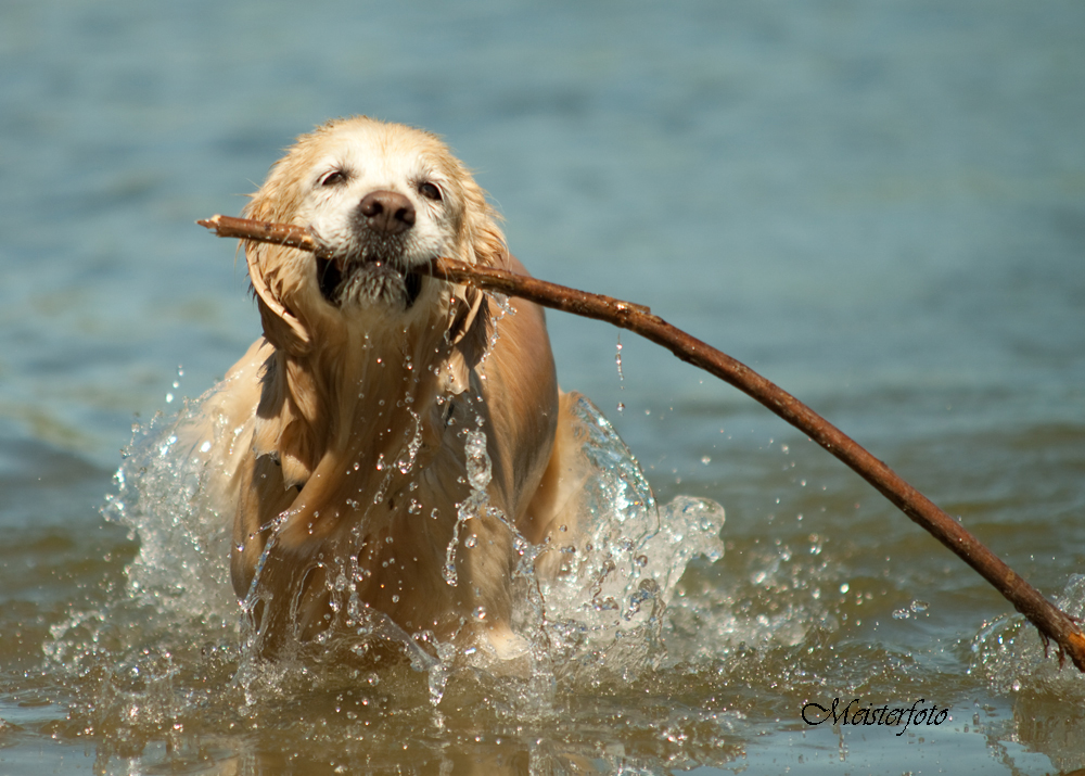 Seehund