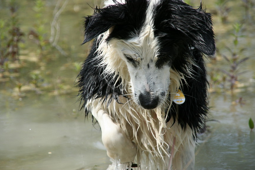 "Seehund"