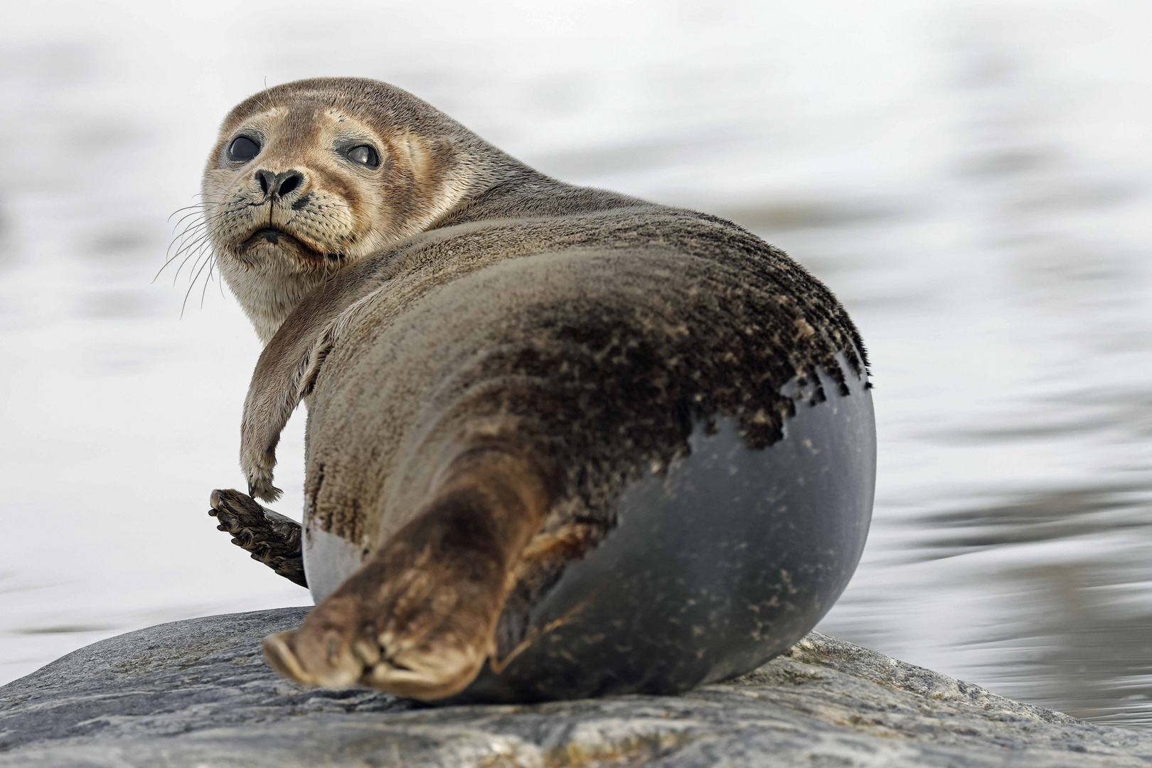 Seehund (Harbour Seal)