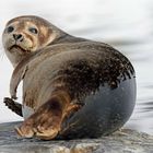 Seehund (Harbour Seal)
