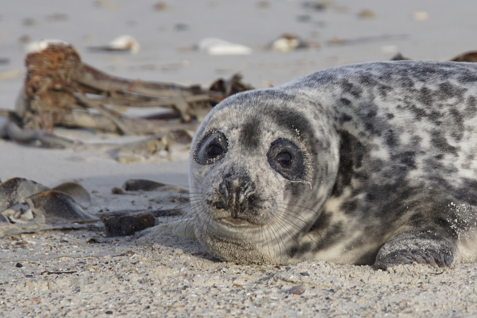 Seehund - Helgoland