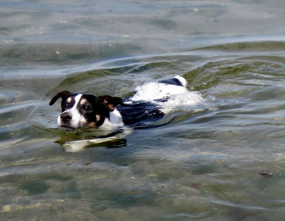 Seehund / Henna