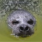 Seehund im Duisburger Zoo