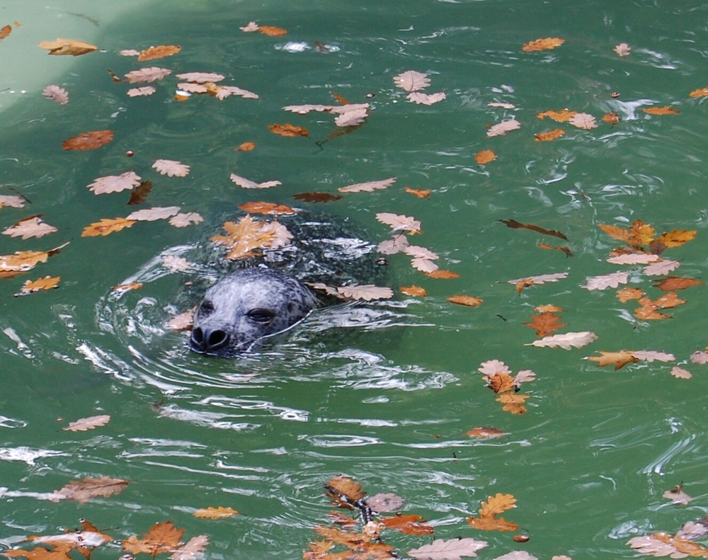 Seehund im Duisburger Zoo