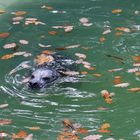 Seehund im Duisburger Zoo