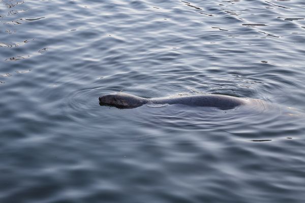 Seehund im Flensburger Hafen