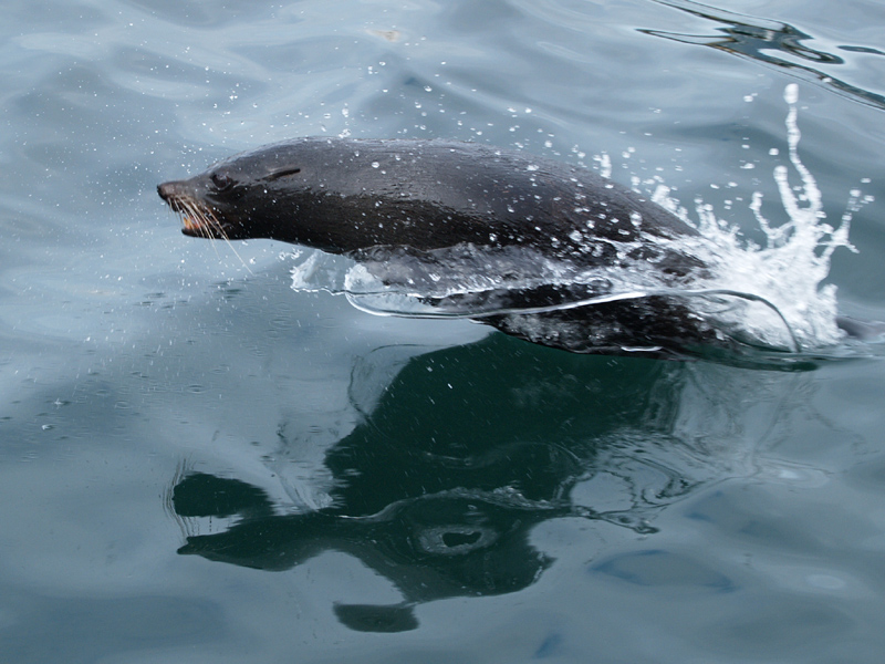 Seehund im Marlborough Sound (NZ)