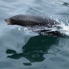Seehund im Marlborough Sound (NZ)