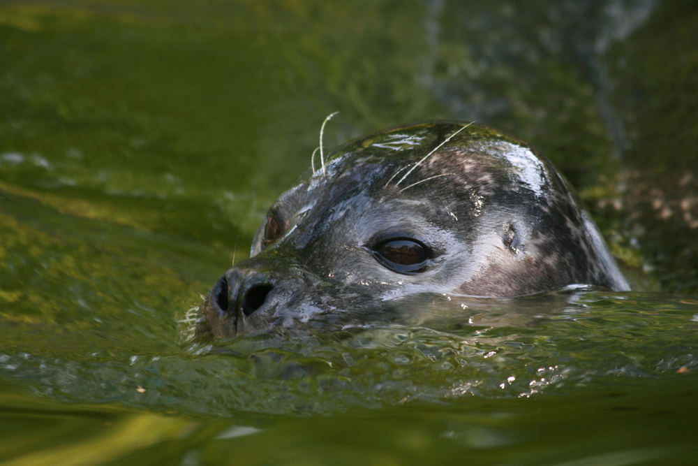 Seehund im Osnabrücker Zoo