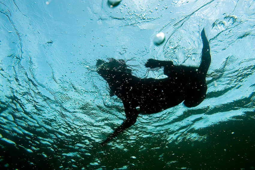 Seehund im Süßwasser