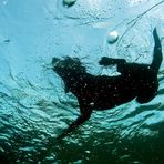 Seehund im Süßwasser