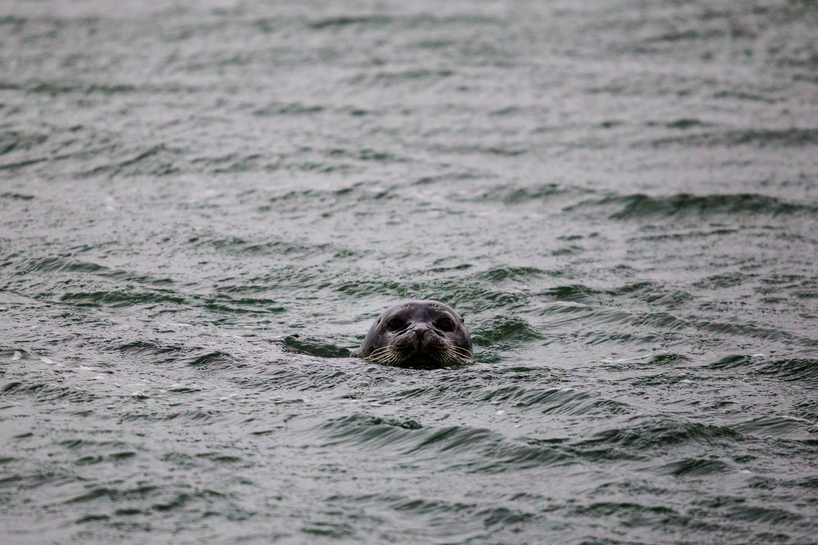 Seehund im Wasser