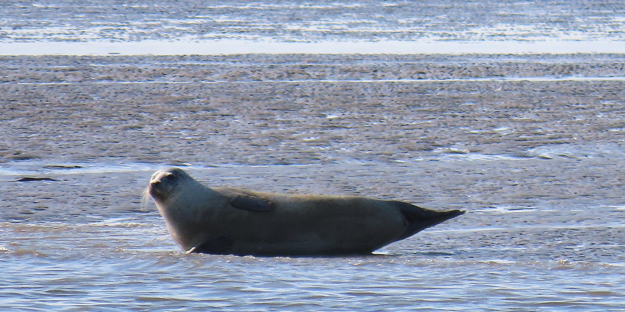 Seehund im Wattenmeer vor Nordstrand