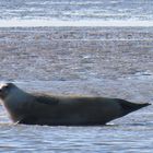 Seehund im Wattenmeer vor Nordstrand