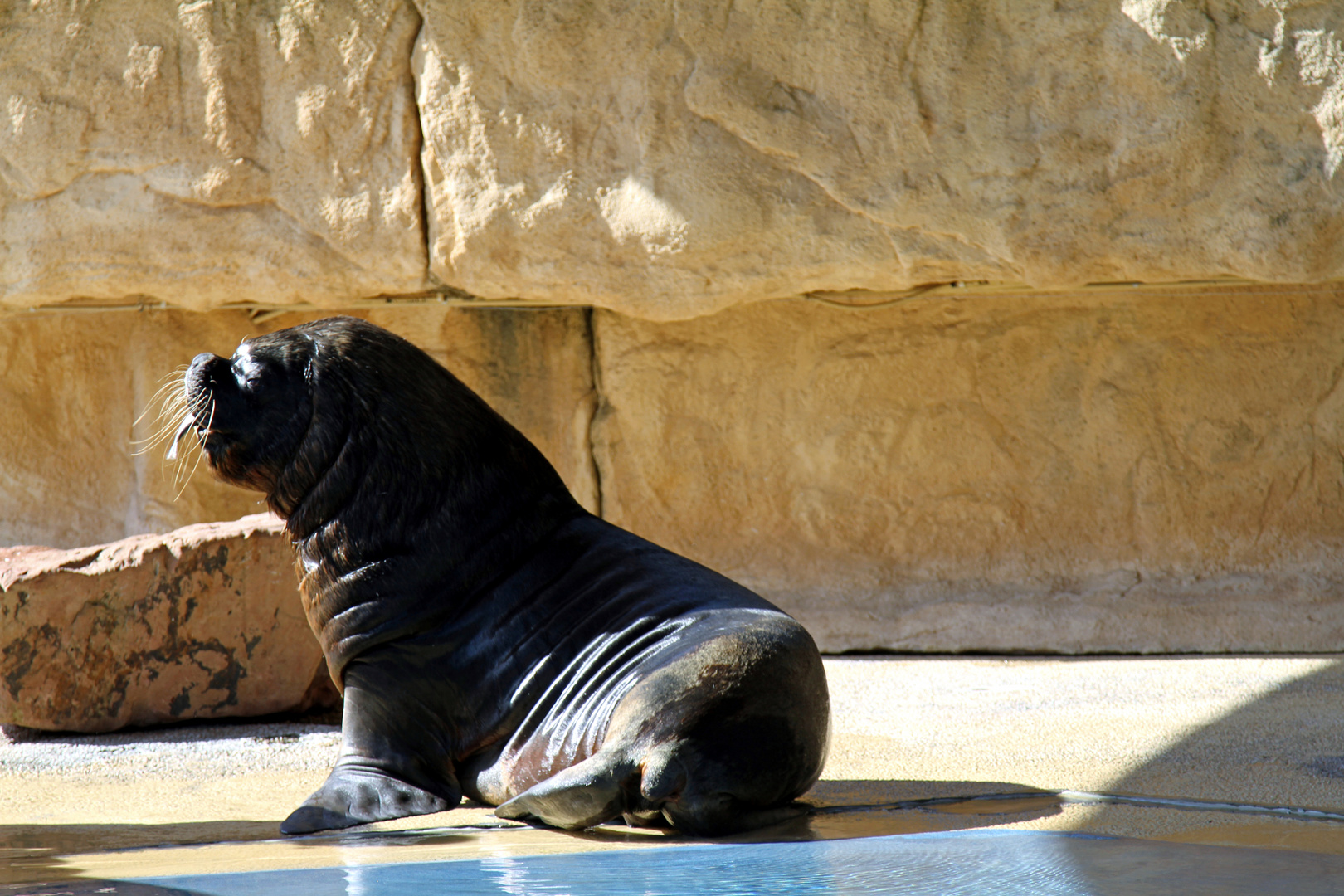 Seehund im Zoo Heidelberg