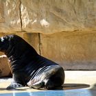 Seehund im Zoo Heidelberg