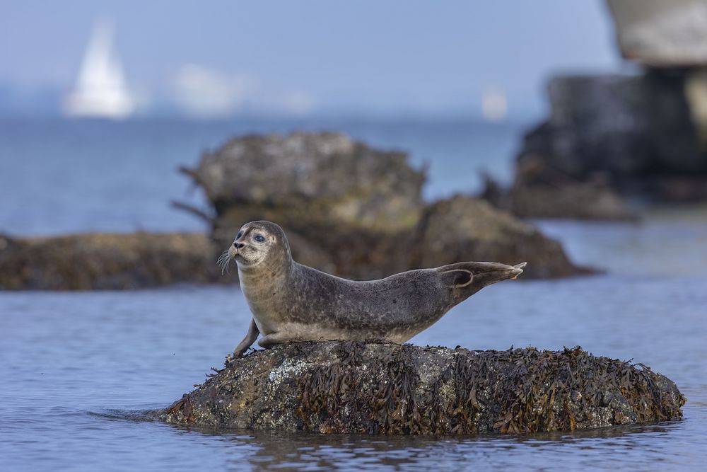 Seehund in der Eckernförder Bucht