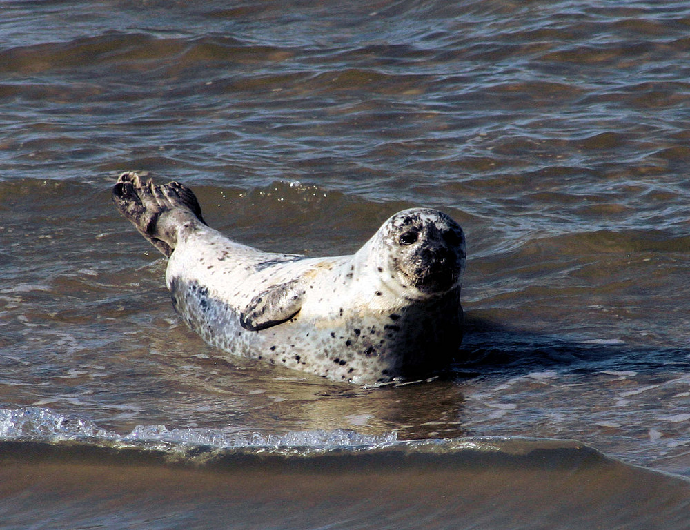 Seehund in der Nordsee