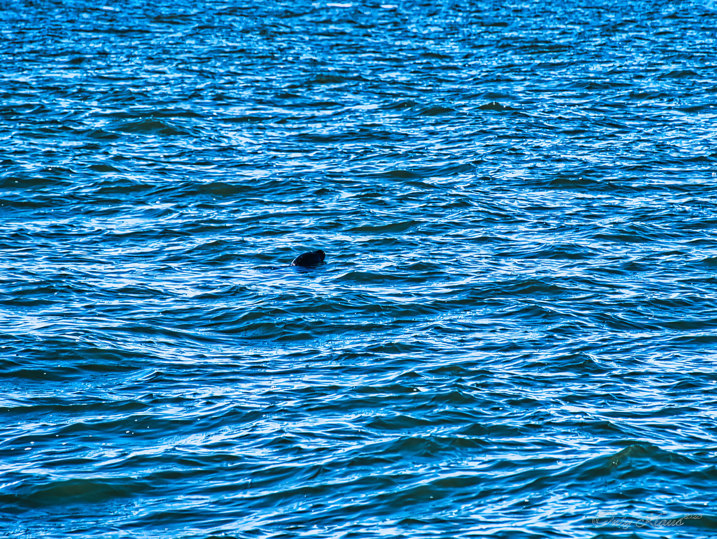 Seehund in der Waddenzee