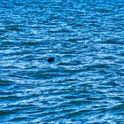Seehund in der Waddenzee
