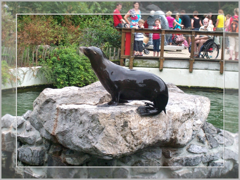 Seehund in Emmen