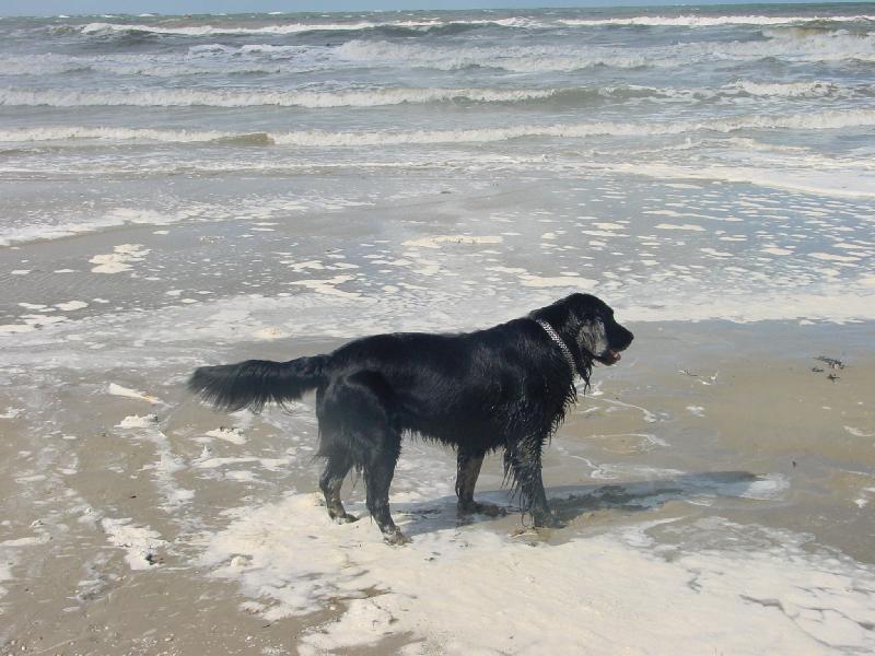 Seehund Max auf Ameland