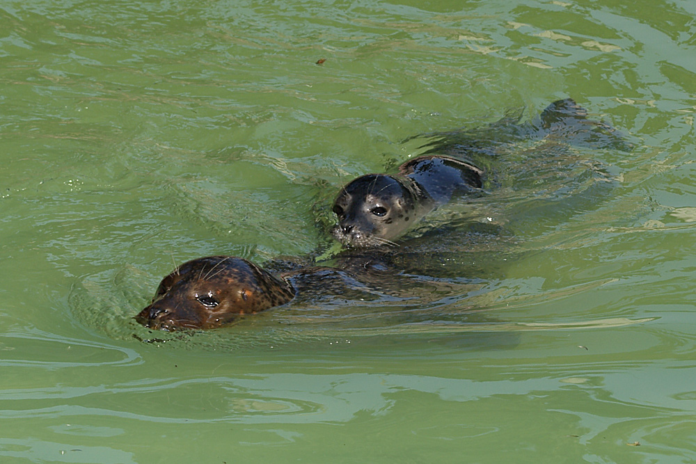 Seehund mit Nachwuchs…