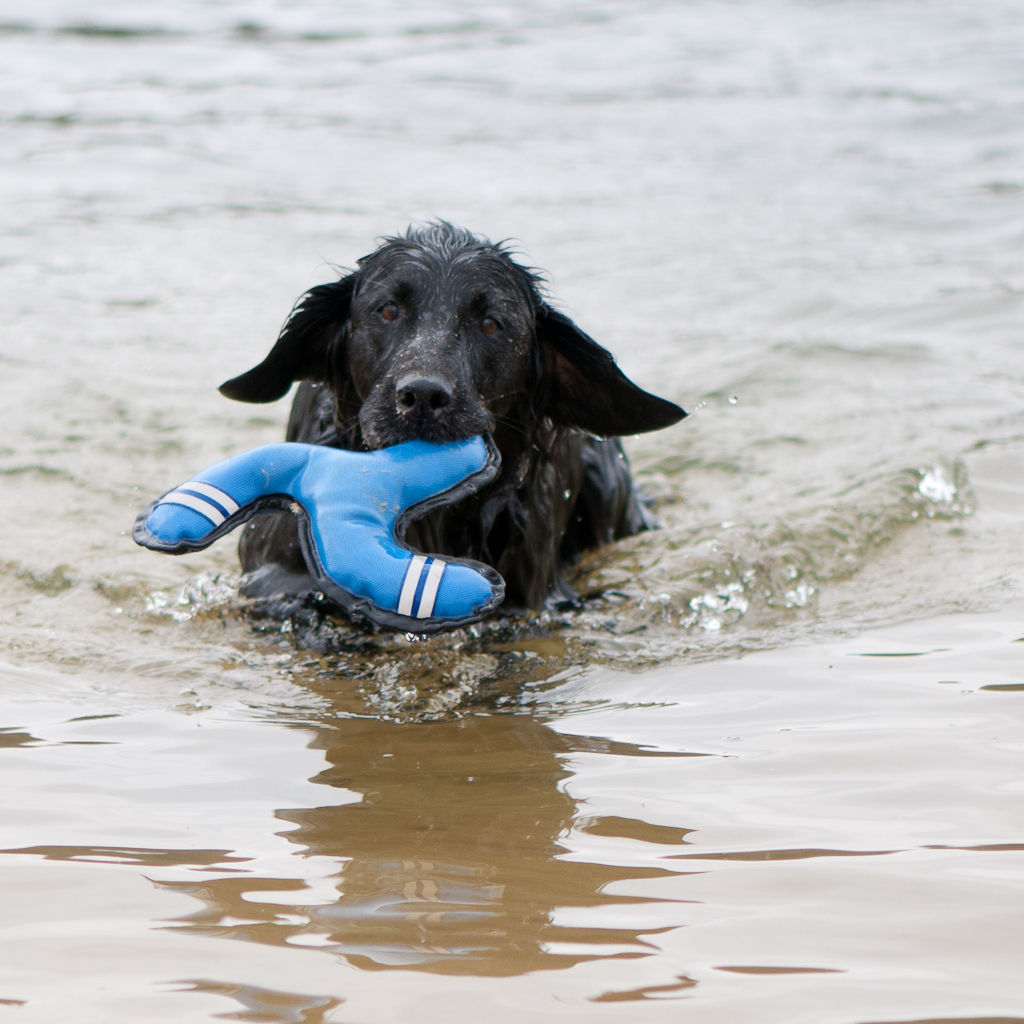 Seehund mit Segelohren?