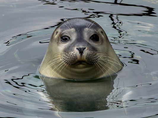 Seehund-Nachwuchs in Bo