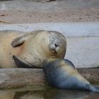 Seehund Nachwuchs Zoo Karlsruhe