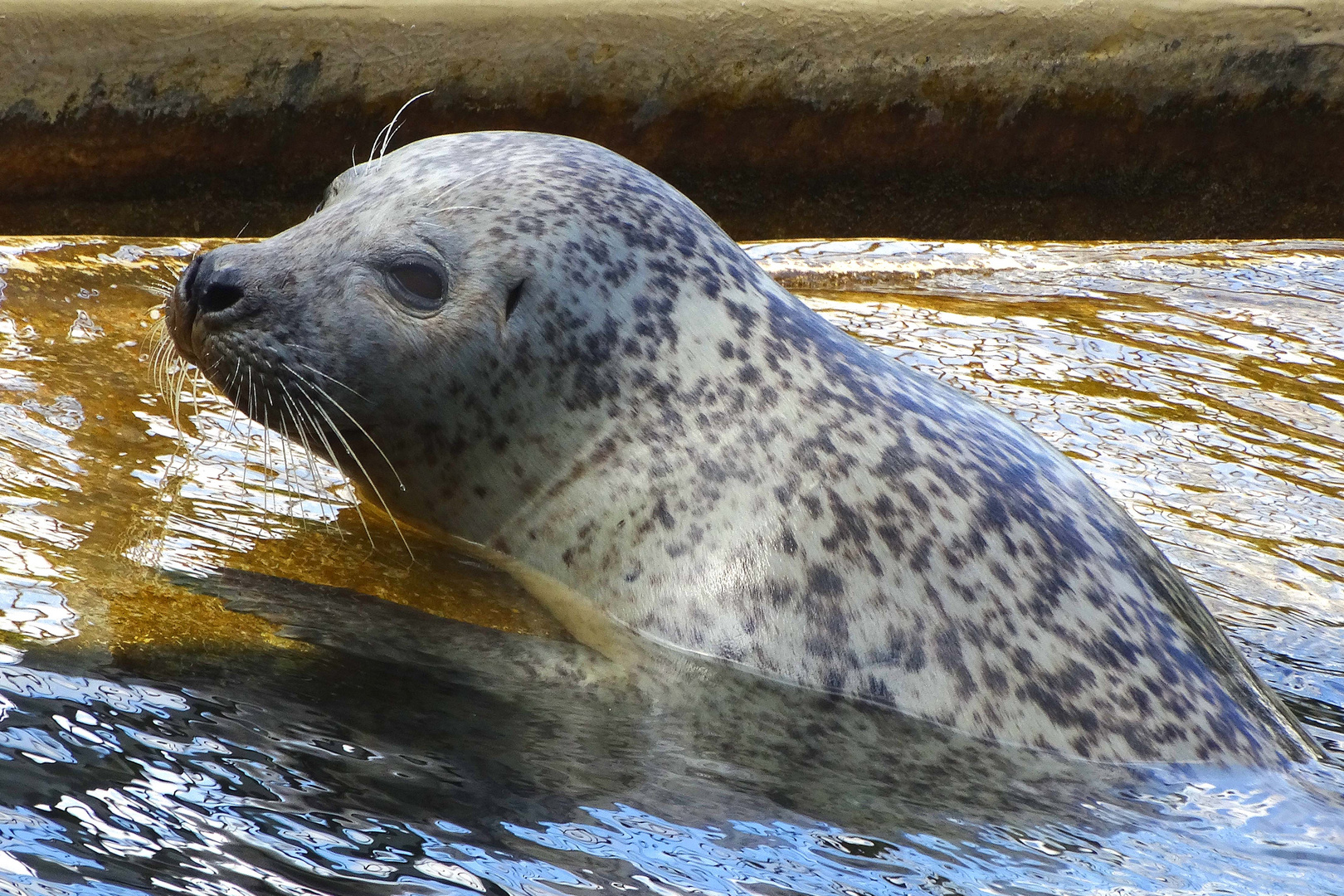 Seehund (Neuwieder Zoo)