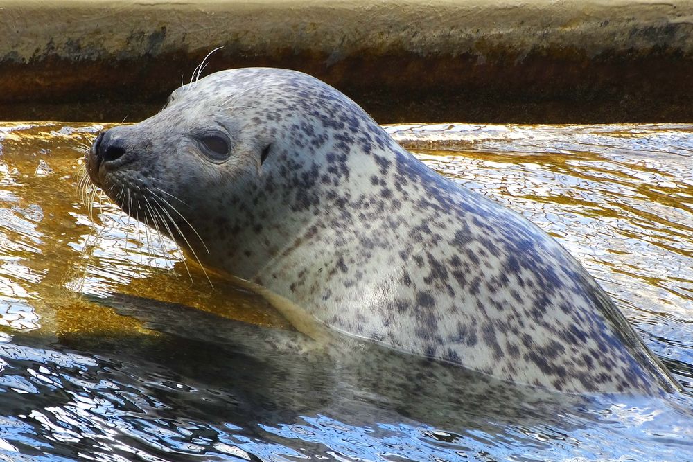 Seehund (Neuwieder Zoo)