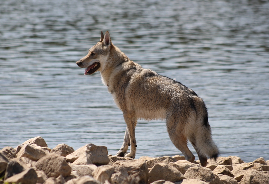 Seehund oder Seewolf ?