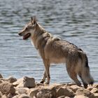 Seehund oder Seewolf ?