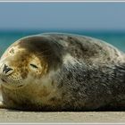 Seehund (Phoca vitulia), Helgoland, Düne