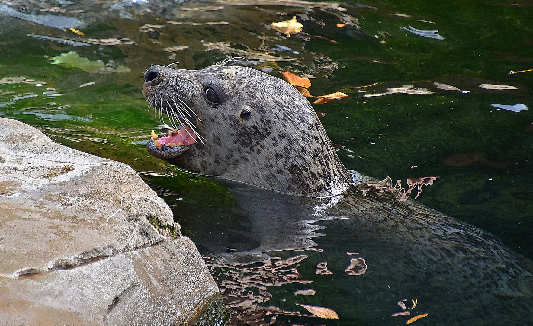 Seehund (Phoca vitulina)