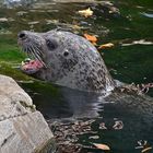 Seehund (Phoca vitulina)