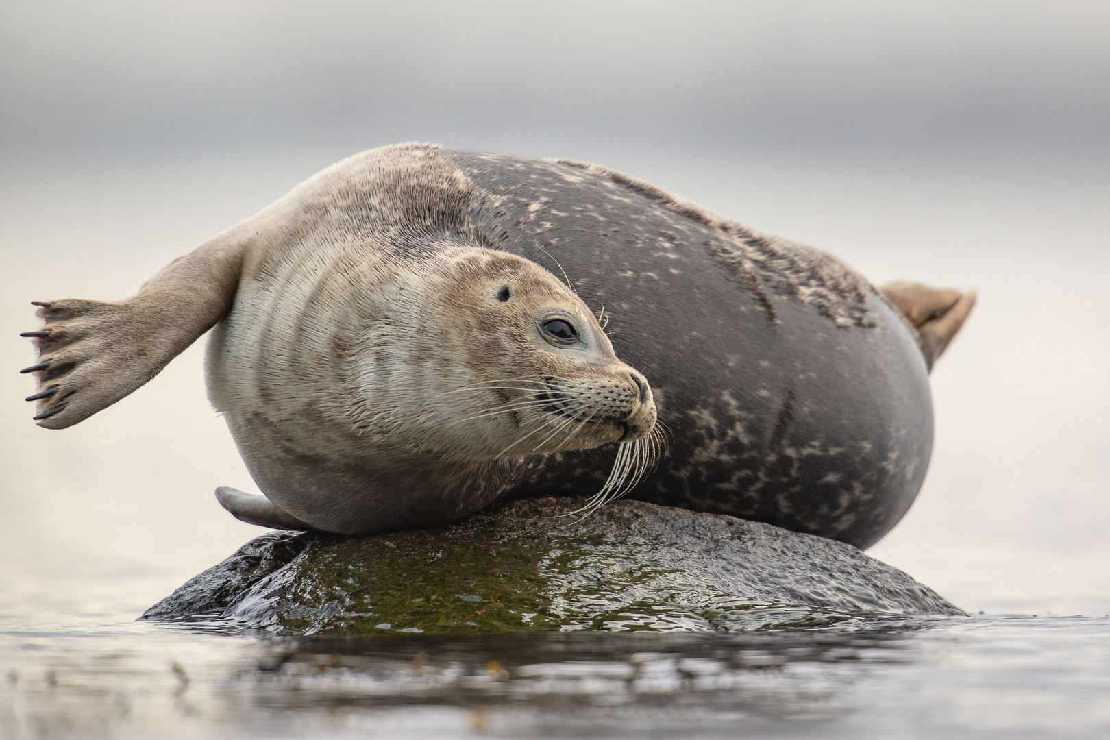 Seehund (Phoca vitulina) #1