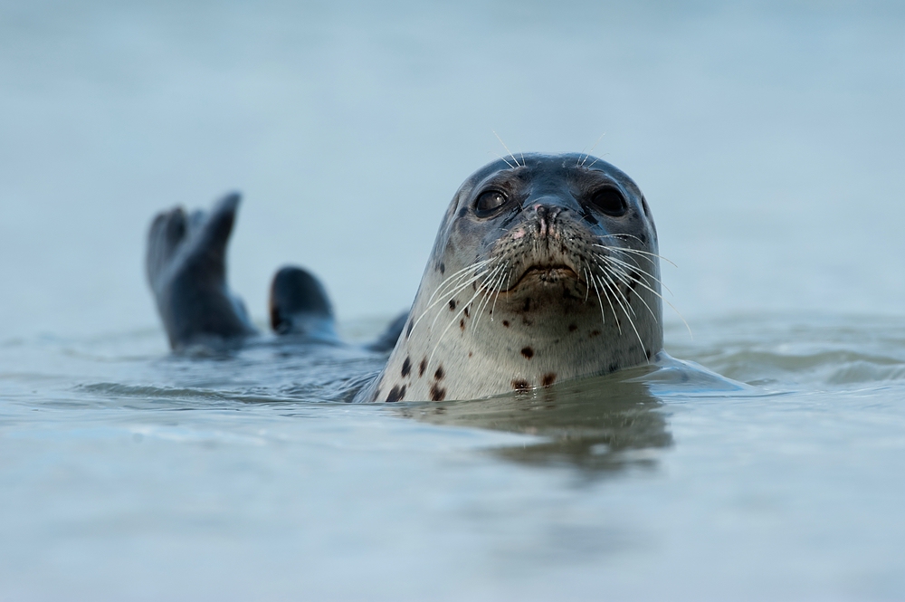 Seehund (Phoca vitulina)