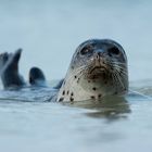 Seehund (Phoca vitulina)