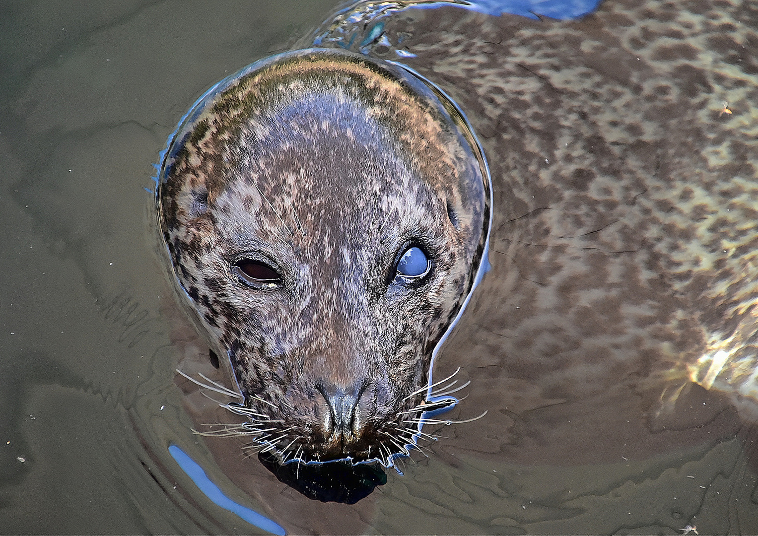 Seehund (Phoca vitulina)