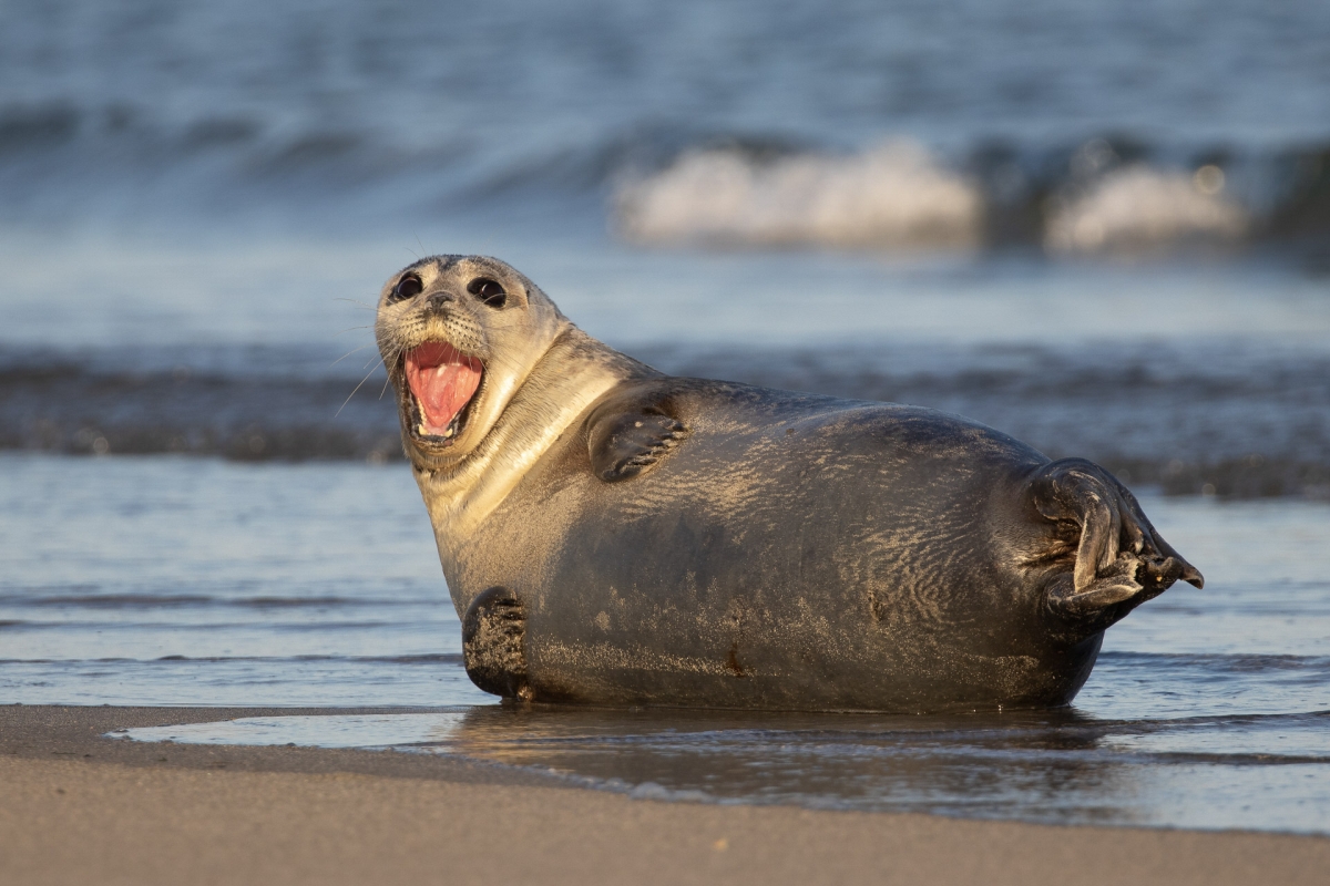 Seehund (Phoca vitulina)