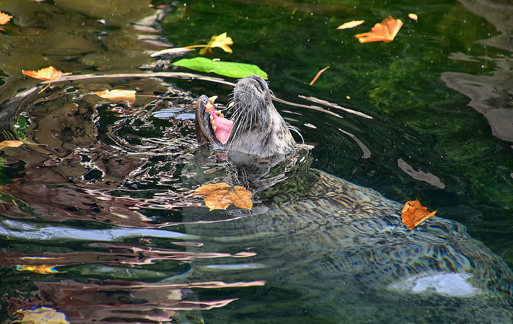 Seehund (Phoca vitulina)