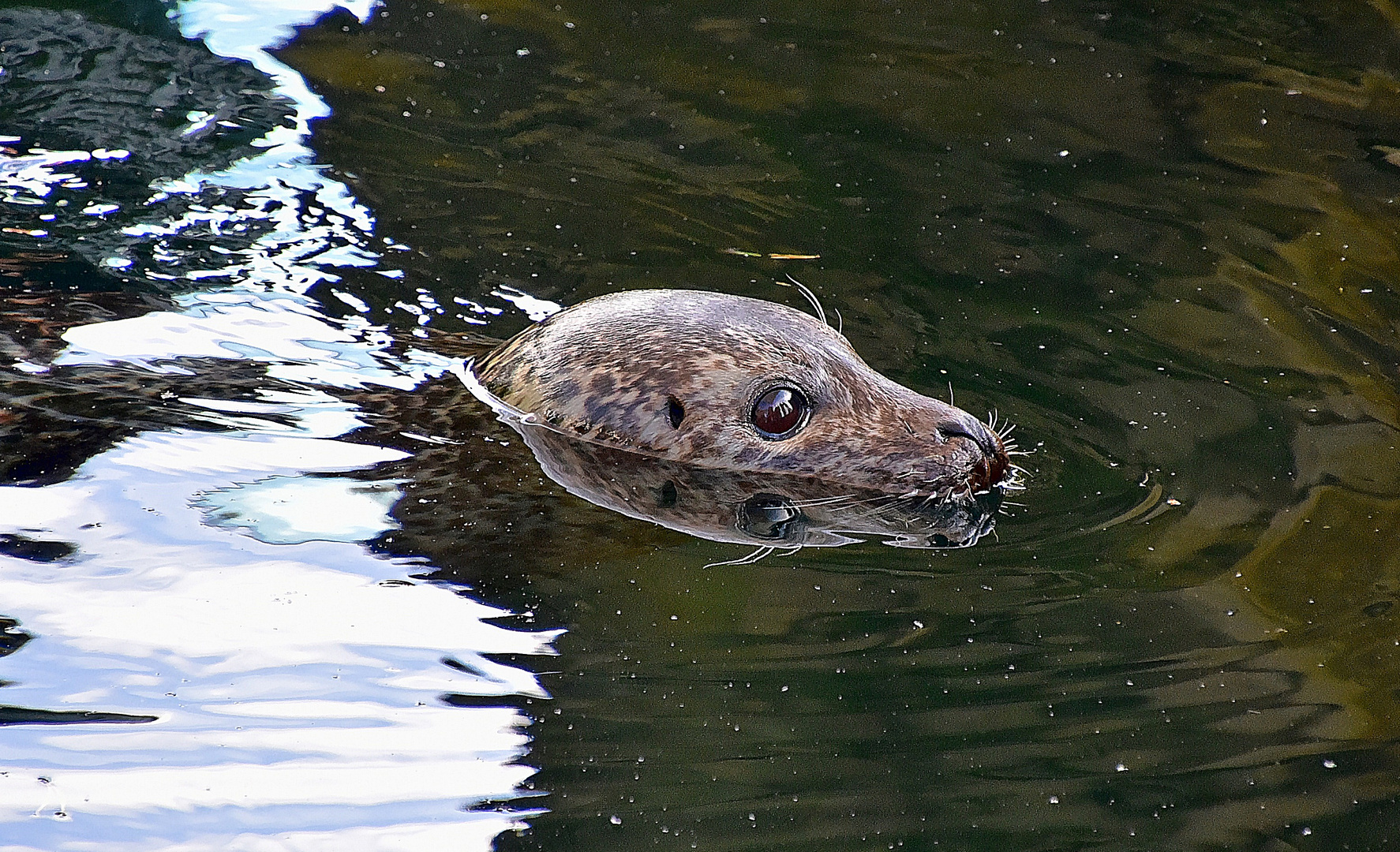 Seehund (Phoca vitulina)