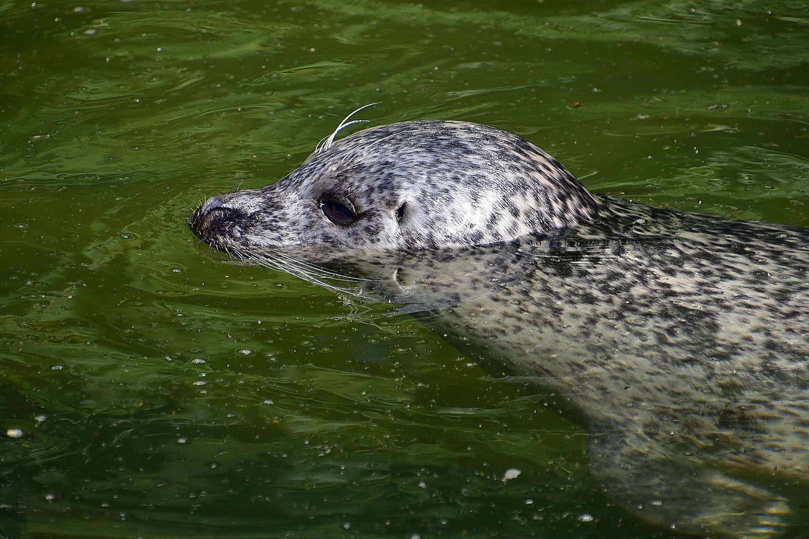 Seehund (Phoca vitulina)