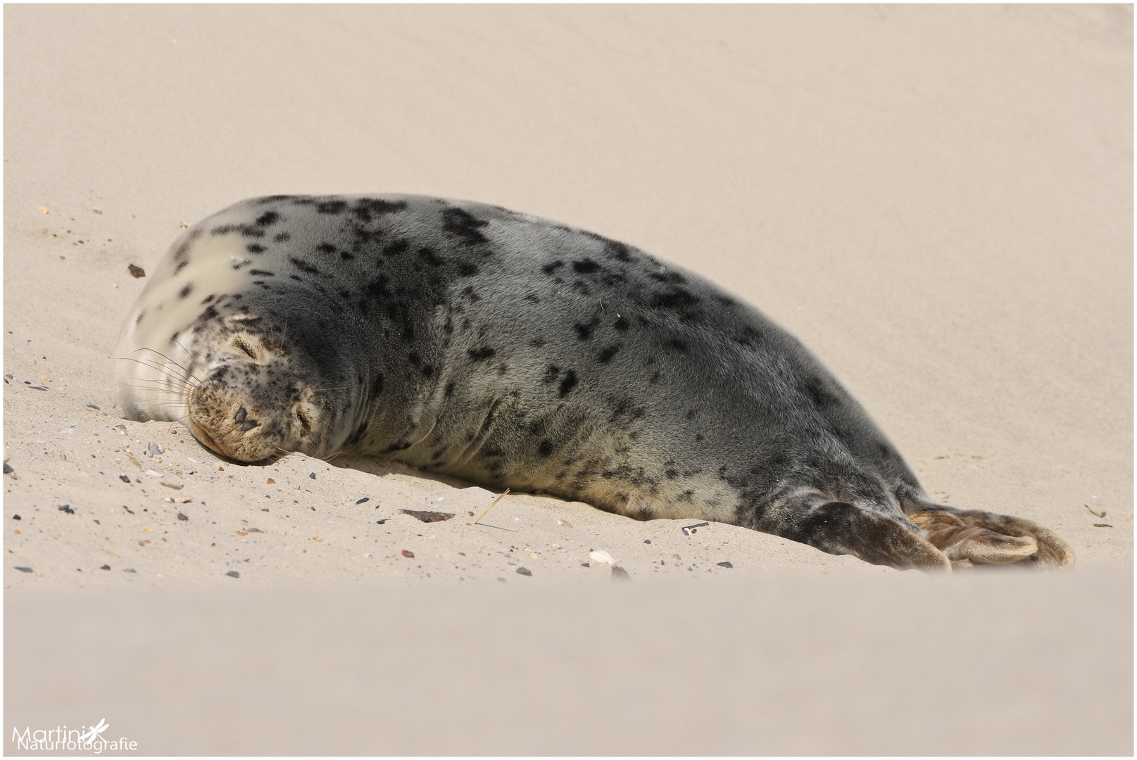 Seehund (Phoca vitulina)