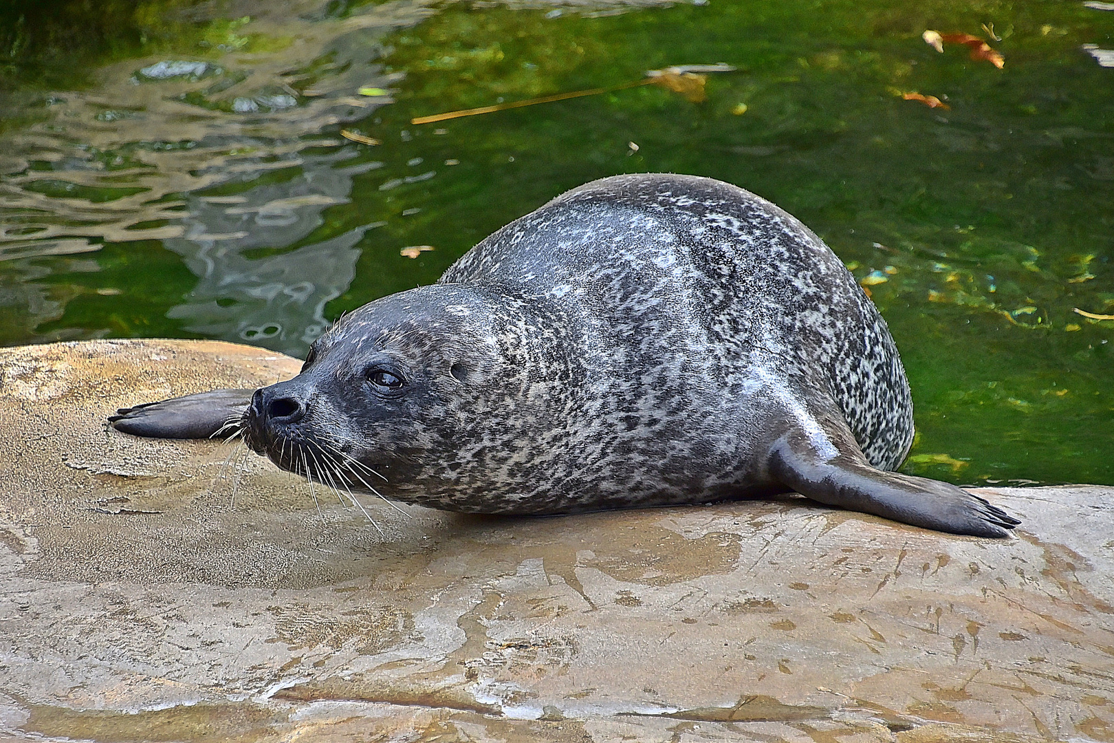 Seehund (Phoca vitulina)